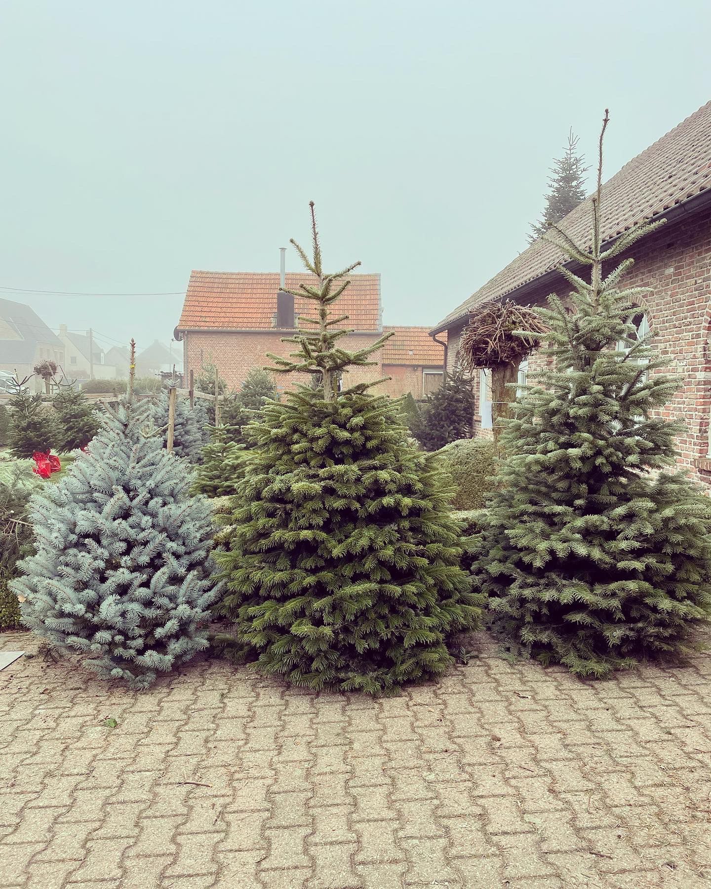 Kerstboom